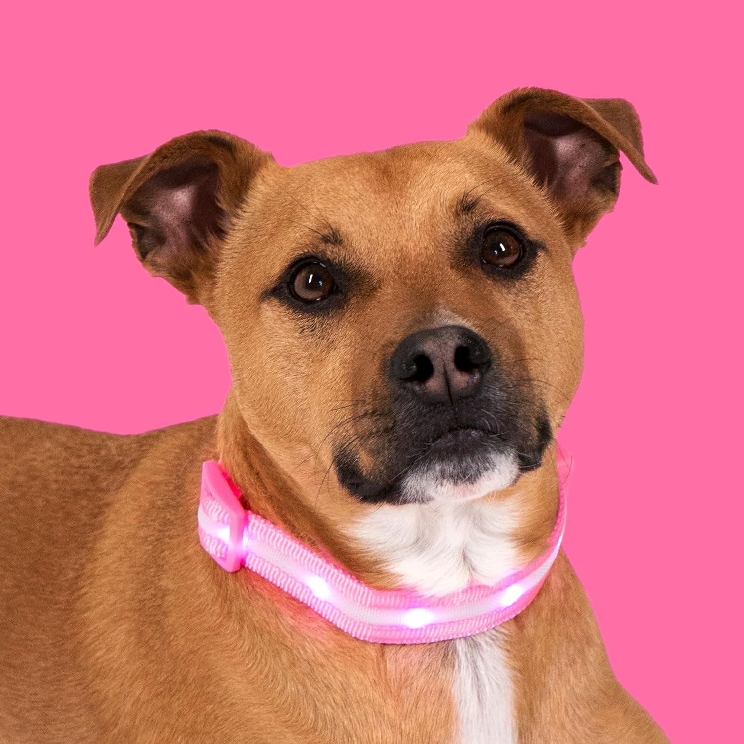 Light up Dog Collar - the Original LED Dog Collar - USB Rechargeable - Waterproof - 1,000 Feet of Visibility - Dog Collar Light for Small, Medium, Large Dogs - US Brand